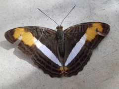 Adelpha plesaure