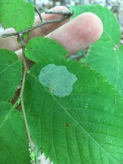 Phyllonorycter tritaenianella
