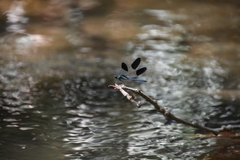 Calopteryx syriaca