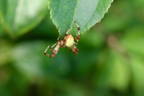Shamrock Orbweaver