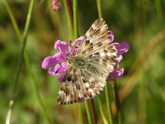 Muschampia lavatherae