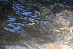 Aquarius ventralis