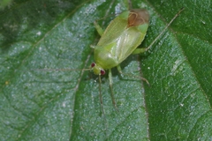 Apolygus spinolae