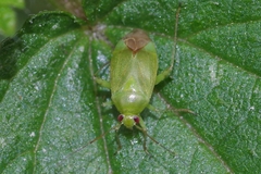 Apolygus spinolae