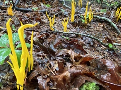 Clavulinopsis amoena