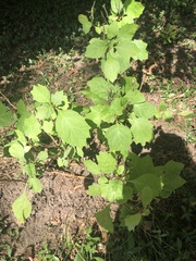 Magnoliopsida
