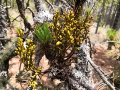 Arceuthobium globosum