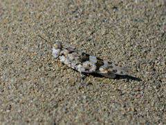 Sphingonotus personatus