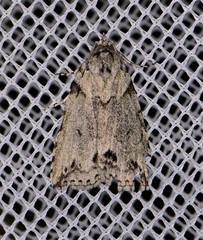 Calathusa basicunea