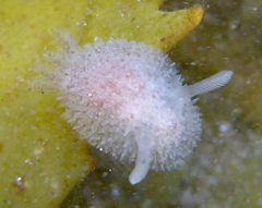 Acanthodoris pilosa