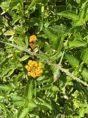 Lantana × hybrida