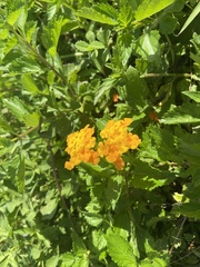 Lantana × hybrida