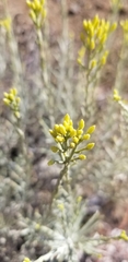 Ericameria nauseosa speciosa