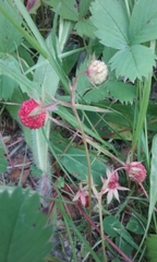 Fragaria vesca vesca