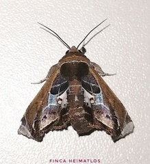 Eutelia abscondens
