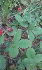 Fragaria vesca vesca