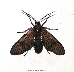 Saurita