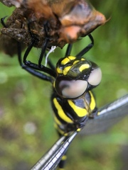 Anotogaster sieboldii