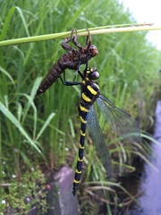 Anotogaster sieboldii