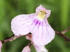 Ionopsis utricularioides