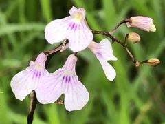 Ionopsis utricularioides