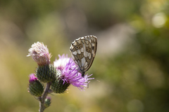 Melanargia galathea