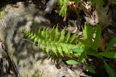 Dryopteris intermedia