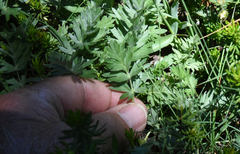 Potentilla drummondii