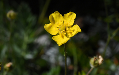 Potentilla drummondii