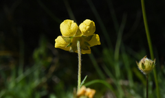 Potentilla drummondii