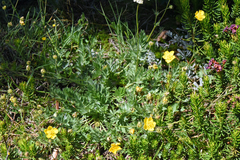 Potentilla drummondii