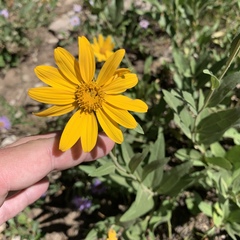 Wyethia amplexicaulis