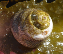 Steromphala cineraria