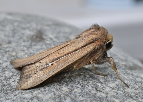 Phragmites Wainscot photo 3