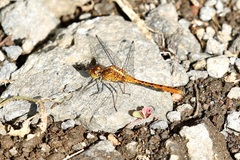 Diplacodes bipunctata