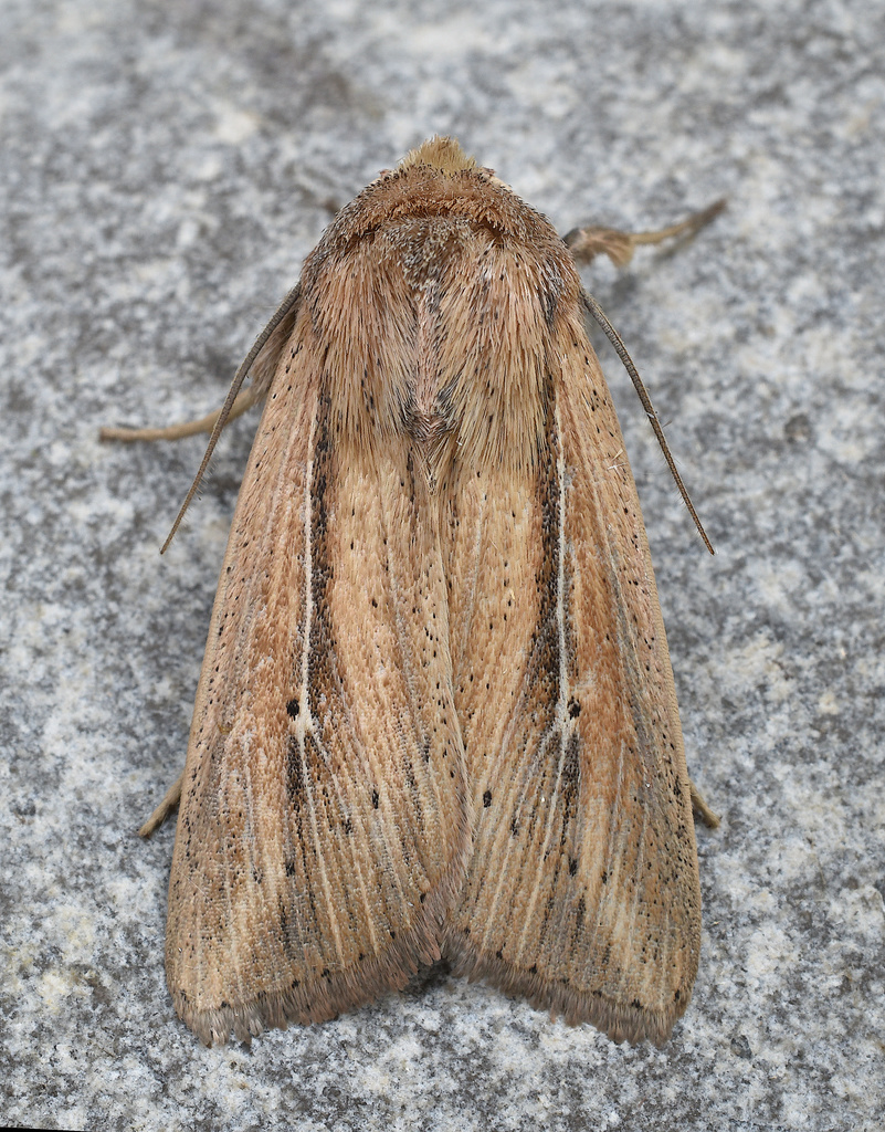 Phragmites Wainscot