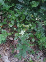 Eupatorium pilosum
