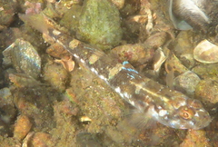 Pomatoschistus pictus
