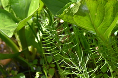 Equisetum fluviatile