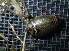 Acilius abbreviatus