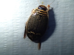 Acilius abbreviatus