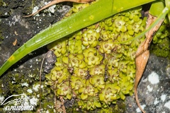 Pinguicula gracilis