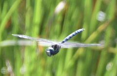 Aeshna canadensis