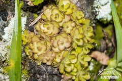 Pinguicula gracilis