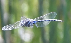 Aeshna canadensis