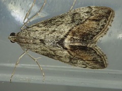 Evergestis subterminalis