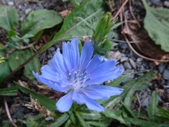 Cichorium intybus