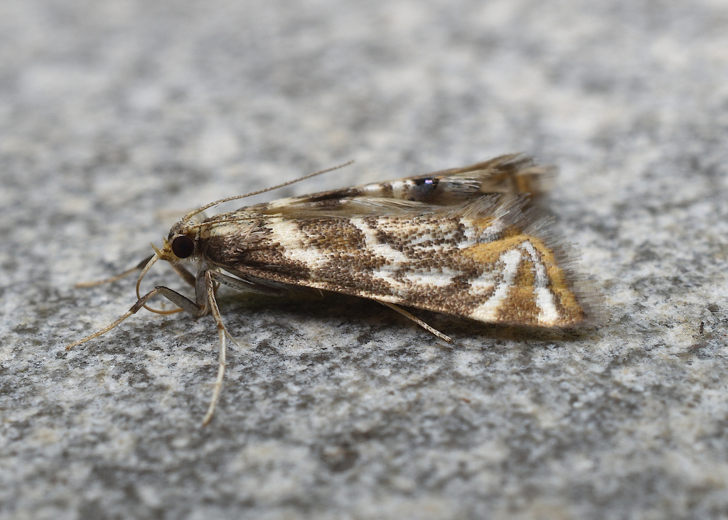 Canadian Petrophila