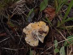 Russula lutea