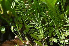 Equisetum fluviatile